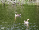 Canada Goose - Gęś Kanadyjska